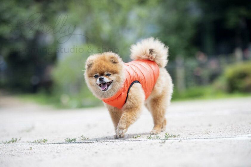 PUPPIA Жилет для собак, сверхлегкий "Vest B" оранжевый S 24 см 36 см 22 см