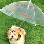 Зонт для собак прозрачный
