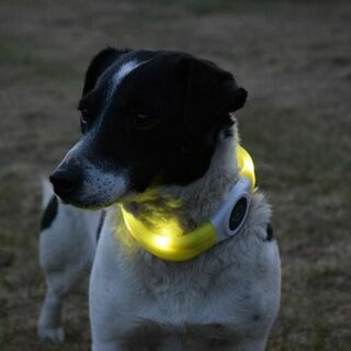 DUVO+ Ошейник для собак силиконовый светящийся