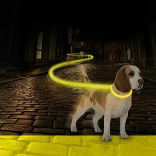 DUVO+ Ошейник для собак светящийся, нейлоновый