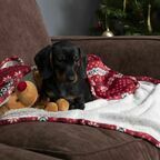 Одеяло для животных с игрушкой, бело-красное