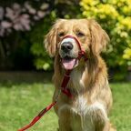 COA Недоуздок для собак "HALTI Headcollar", Size 3, красный, 40-54см (Великобритания)