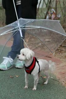 Зонт для собак прозрачный