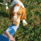 DUVO+ Бутылка для собак дорожная с кнопкой, оранжевая, 450мл (Бельгия)