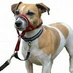 COA Недоуздок для собак "HALTI Headcollar", Size 1, красный, 31-40см (HH014)