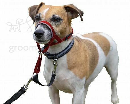 Halti head collar discount