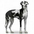 DUVO+ Трусы для собак "Dog Pants", XL (50-59см) (Бельгия)