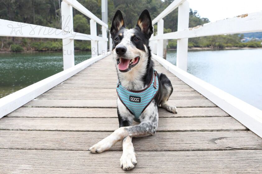 DOOG Шлейка для собак "NEOFLEX BENJI", коричнево-голубой зигзаг, L, 50-70см (Австралия)