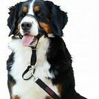 COA Недоуздок для собак "HALTI Headcollar", Size 4, черный, 46-62см (11420A)