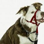 COA Недоуздок для собак "HALTI Headcollar", Size 2, красный, 35-48см (Великобритания)