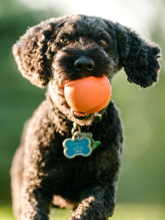 West Paw Zogoflex игрушка для собак мячик Jive XS 5 см оранжевый