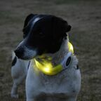 DUVO+ Ошейник для собак силиконовый, светящийся, жёлтый, 45x2.5x1см (Бельгия)