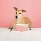 SCRUFFS Миска керамическая для собак "Classic Food", розовая, 19х19х8см, 1600мл (Великобритания)