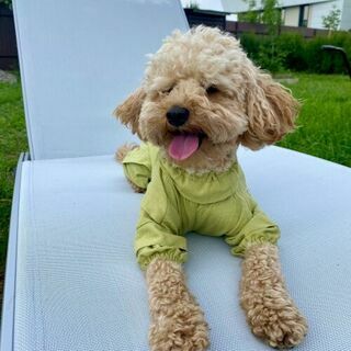 DogClo Комбинезон-пыльник хлопок