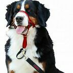 COA Недоуздок для собак "HALTI Headcollar", Size 4, красный, 46-62см (11440B)