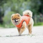 PUPPIA Жилет для собак, сверхлегкий "Vest B" оранжевый M 28 см 42 см 27 см
