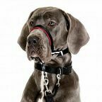 COA Недоуздок для собак "HALTI Optifit Headcollar", черный, 48-64см, L (Великобритания)