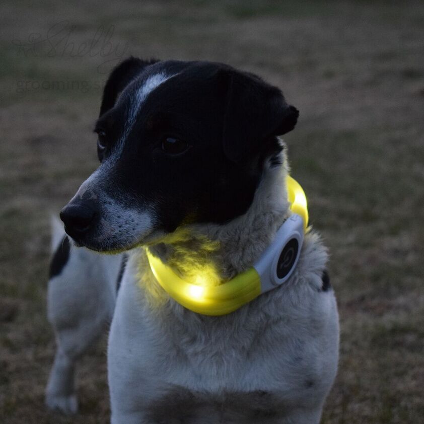 DUVO+ Ошейник для собак силиконовый, светящийся, жёлтый, 65x2.5x1см (Бельгия)