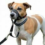 COA Недоуздок для собак "HALTI Headcollar", Size 1, чёрный, 31-40см (Великобритания)