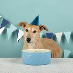 SCRUFFS Миска керамическая для собак "Classic Food", голубая, 15х15х5см, 500мл (Великобритания)