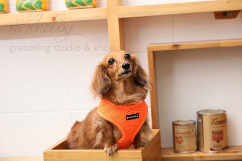 Шлейка для собак дышащая "Neon Soft" оранжевая S
