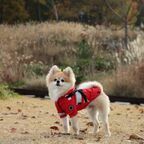 PUPPIA Дождевик для собак "Wilderness" с капюшоном и шлейкой Красный S 22 см 21 см 34 см