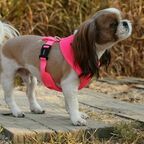 Шлейка для собак дышащая "Neon Soft" розовая S