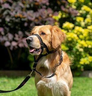 COA Недоуздок для собак &quot;HALTI Headcollar&quot;